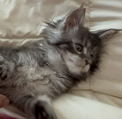 Fluffy gray kitten lying on a soft surface, looking curiously to the side.