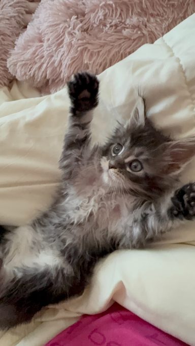 Gray kitten lying on its back with paws raised, looking playful and relaxed.