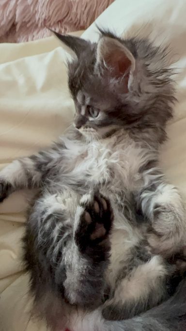 Gray and white fluffy kitten lying on its back with paws up.