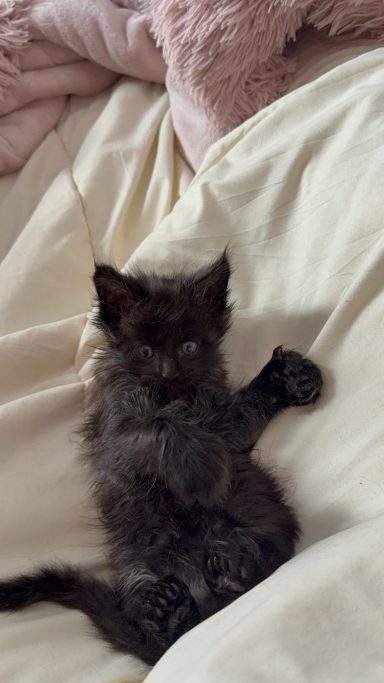 Small black kitten lying on a bed with its paws stretched out.