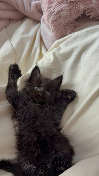 A fluffy black kitten stretching out on a soft, light-colored blanket.