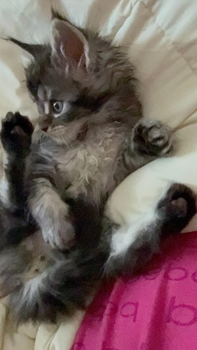 A playful gray kitten lying on its back with paws stretched out.