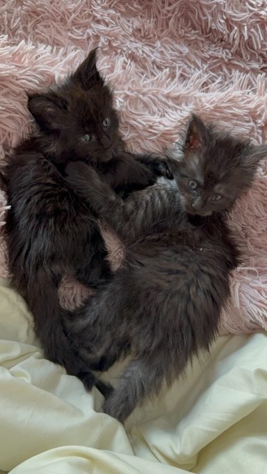 Two fluffy kittens cuddling on a fuzzy blanket.