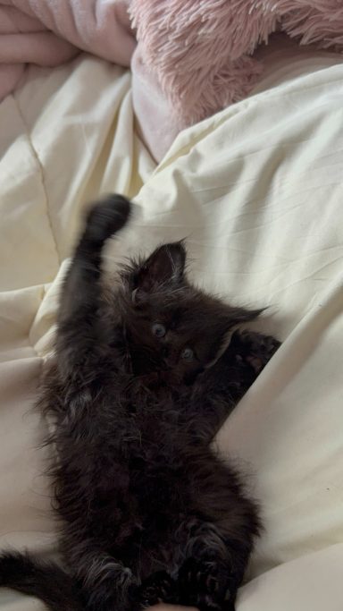 A small black kitten lying on a soft blanket with its paws stretched out.