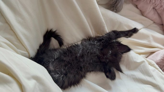 Black kitten sprawled on a soft, white blanket, stretching contentedly.