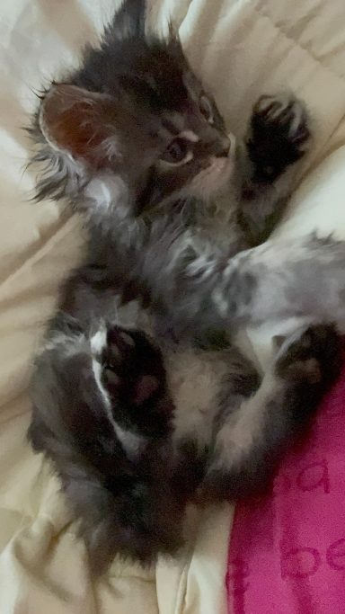 Gray and white kitten lying on its back with paws up.