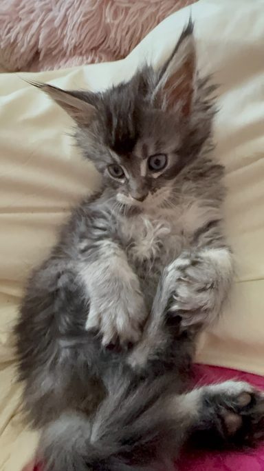 Gray kitten lying on a soft surface, playfully posing with its paws.