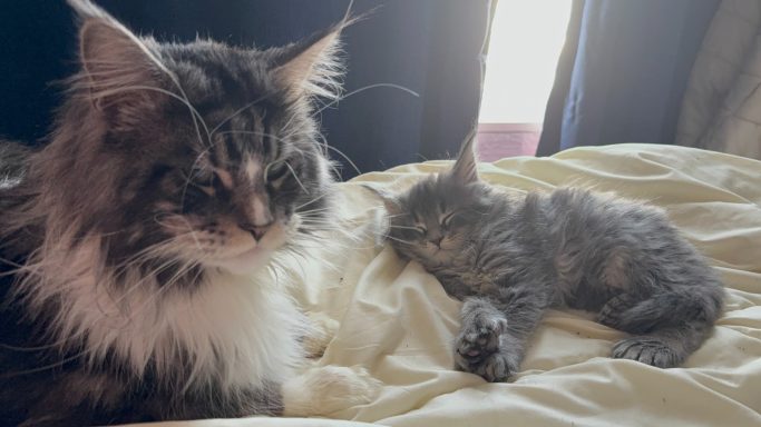 Two cats resting on a bed, one with long fur and one smaller and short-haired.