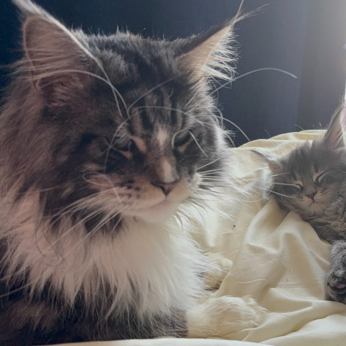 A Maine Coon cat and a gray kitten resting on a soft, light-colored bedspread.