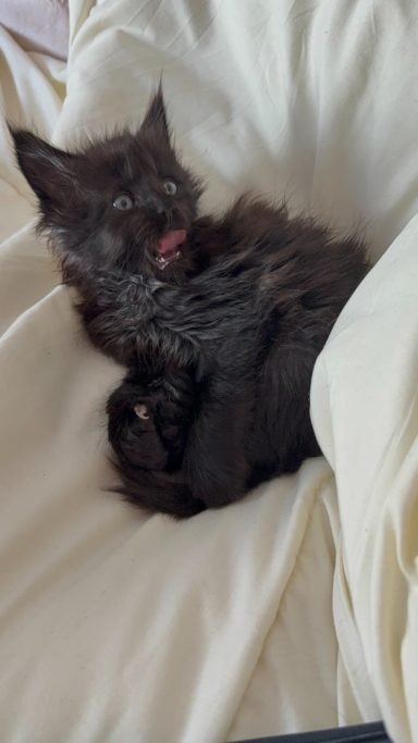 A small black kitten curled up and yawning on a soft surface.