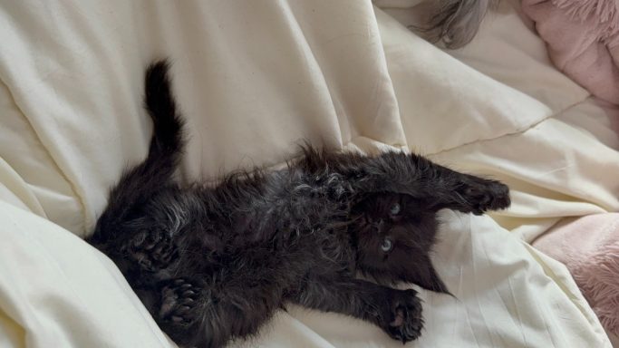 Black kitten sprawled out playfully on a soft, white blanket.