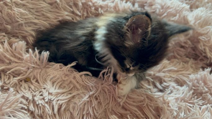 A small, fluffy kitten resting in a soft, light-colored blanket.