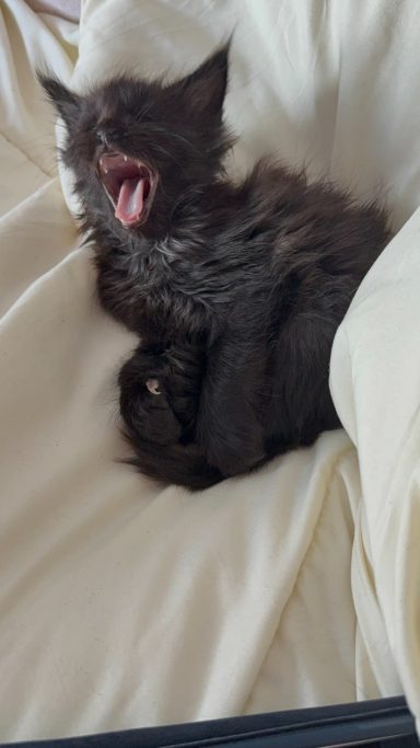 A small, fluffy kitten yawning while lying on soft, cream-colored fabric.