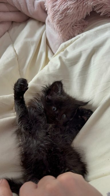 Black kitten lying on a light-colored blanket, with one paw raised.