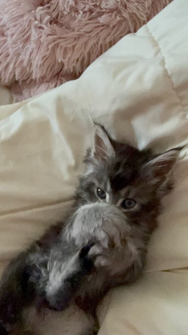 Gray kitten lying on a bed, playfully holding its paw to its face.